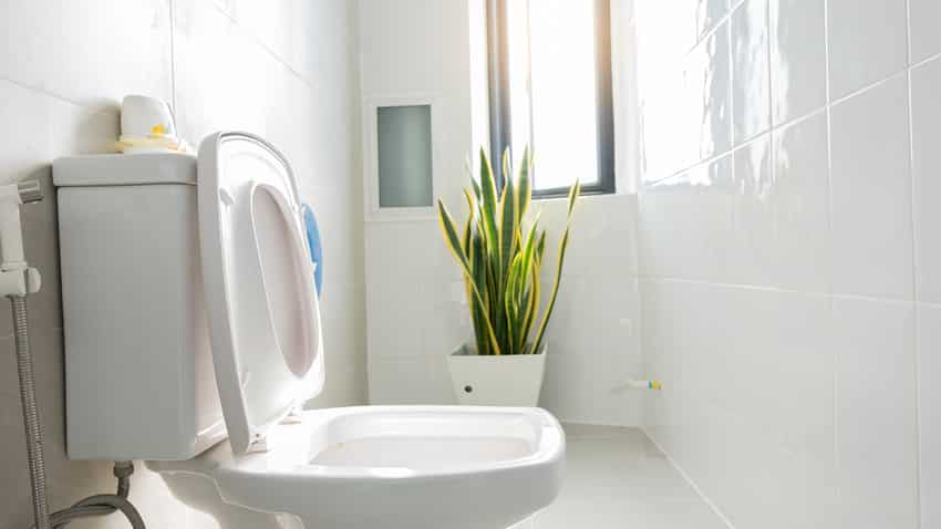 Классический белый интерьер ванной комнаты с растением